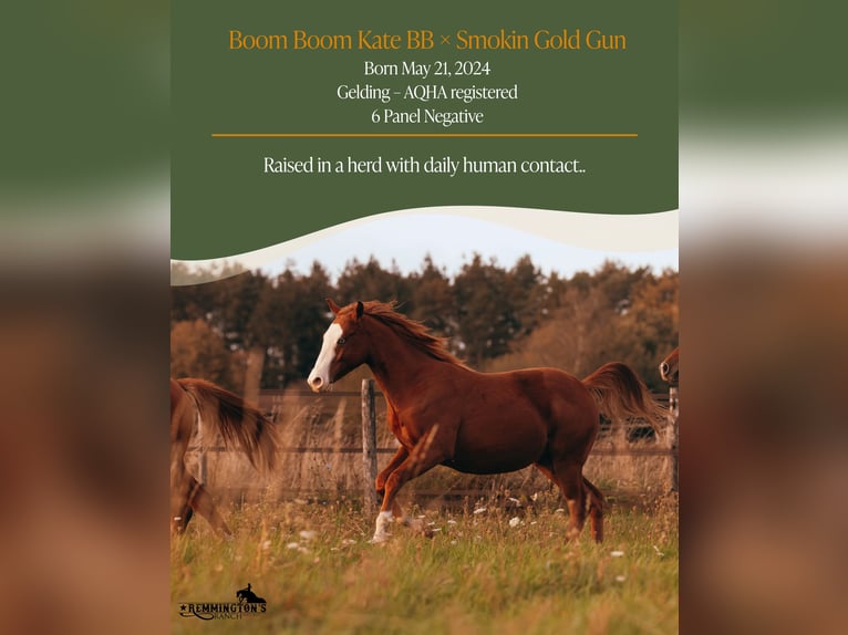 American Quarter Horse Gelding 2 years 13,1 hh Chestnut-Red in Arendonk