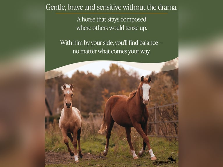 American Quarter Horse Gelding 2 years 13,1 hh Chestnut-Red in Arendonk