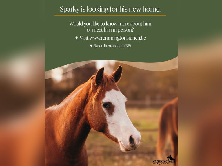 American Quarter Horse Gelding 2 years 13,1 hh Chestnut-Red in Arendonk