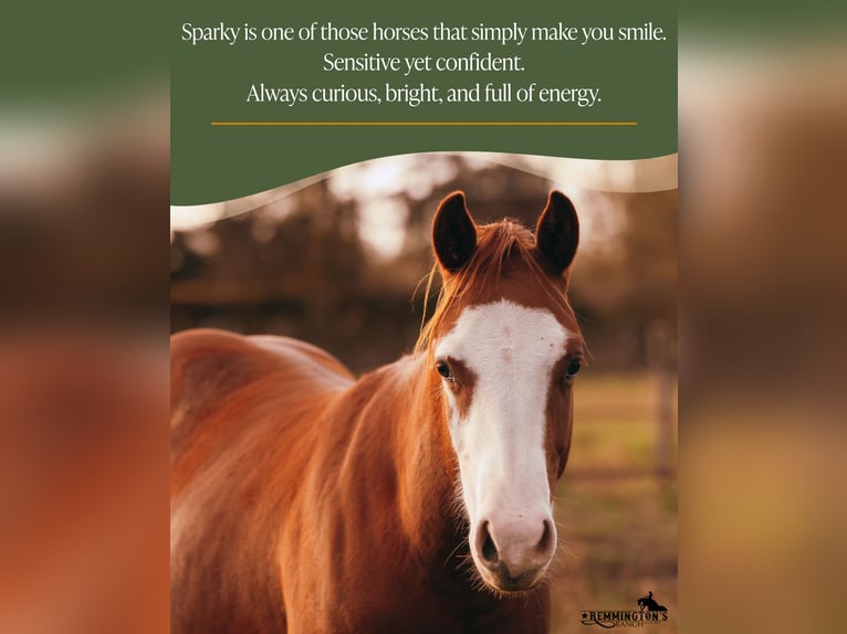 American Quarter Horse Gelding 2 years 13,1 hh Chestnut-Red in Arendonk