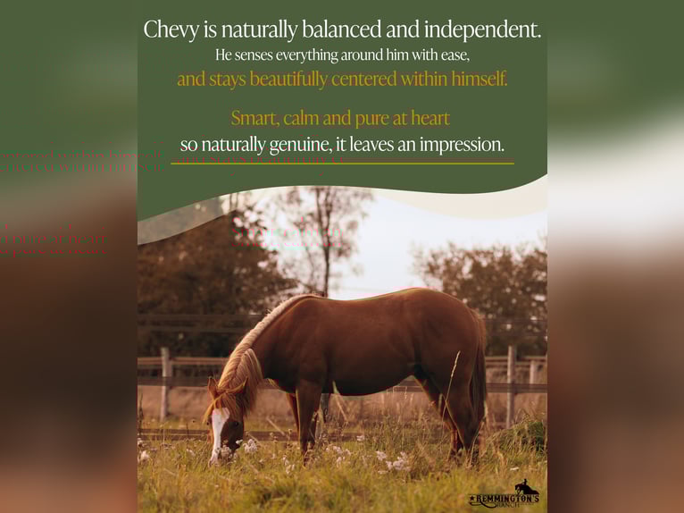 American Quarter Horse Gelding 2 years 13,1 hh Chestnut-Red in Arendonk