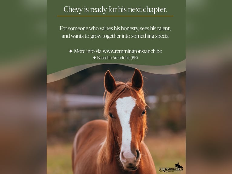 American Quarter Horse Gelding 2 years 13,1 hh Chestnut-Red in Arendonk