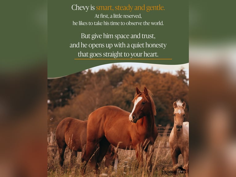 American Quarter Horse Gelding 2 years 13,1 hh Chestnut-Red in Arendonk