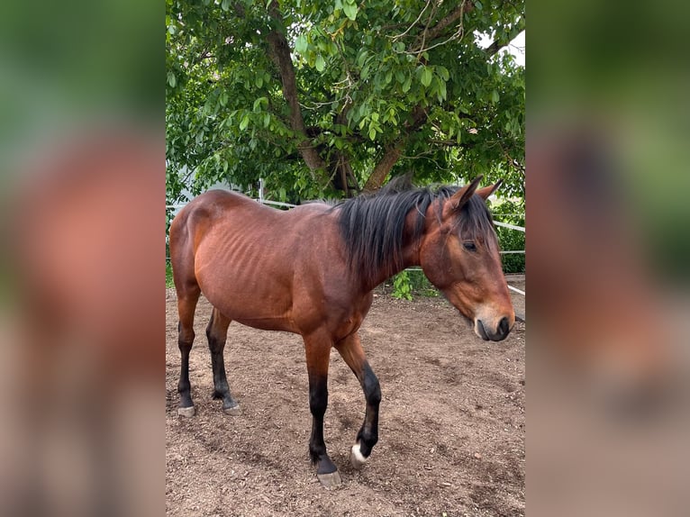 American Quarter Horse Mix Gelding 2 years 13,2 hh Bay-Dark in Uehlfeld