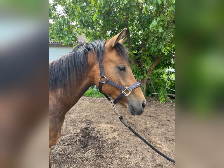 American Quarter Horse Mix Gelding 2 years 13,2 hh Brown-Light in Uehlfeld