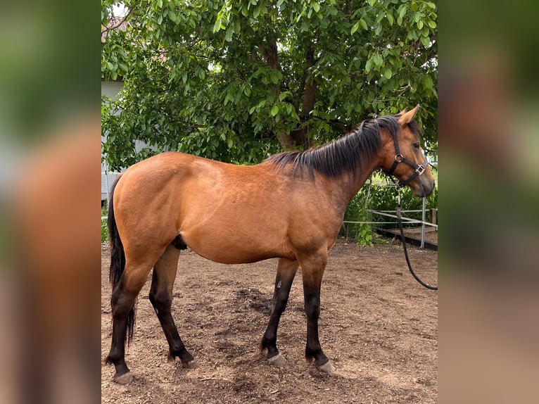 American Quarter Horse Mix Gelding 2 years 13,2 hh Brown-Light in Uehlfeld