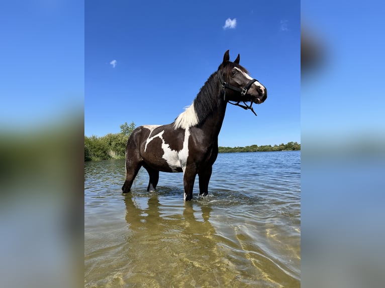 American Quarter Horse Gelding 2 years 13,2 hh Pinto in Siddeburen