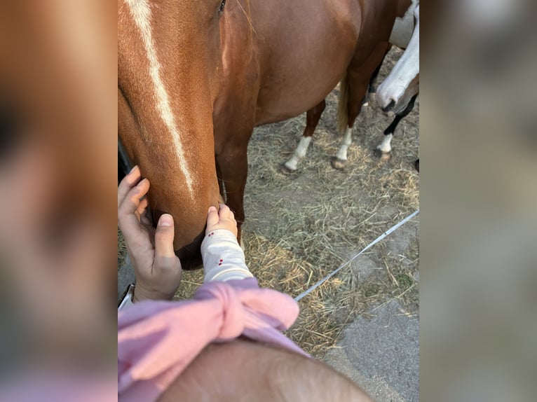 American Quarter Horse Mix Gelding 2 years 14.1 hh Chestnut-Red in Schönewörde