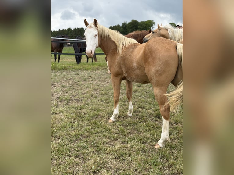 American Quarter Horse Gelding 2 years 14.1 hh Palomino in Bubach