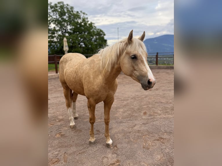 American Quarter Horse Gelding 2 years 14.1 hh Palomino in St. Michael/Eppan