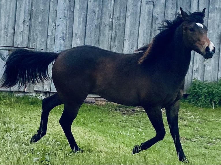 American Quarter Horse Gelding 2 years 14,2 hh Bay-Dark in Eglfing