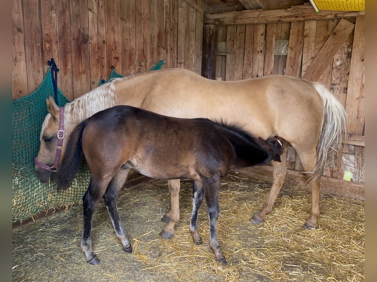 American Quarter Horse Gelding 2 years 14,2 hh Bay-Dark in Eglfing