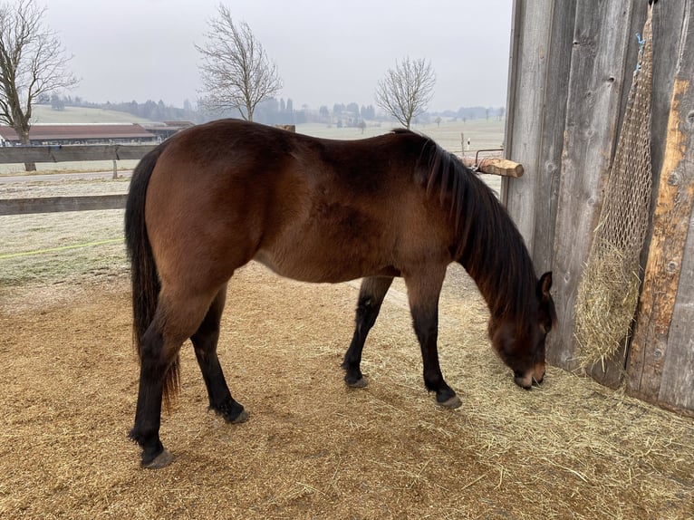 American Quarter Horse Gelding 2 years 14,2 hh Bay-Dark in Eglfing