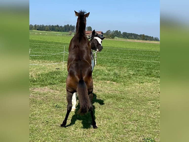 American Quarter Horse Gelding 2 years 14,2 hh Bay-Dark in Eglfing