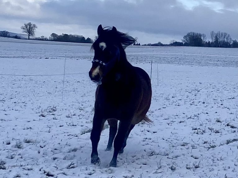 American Quarter Horse Gelding 2 years 14,2 hh Bay-Dark in Eglfing