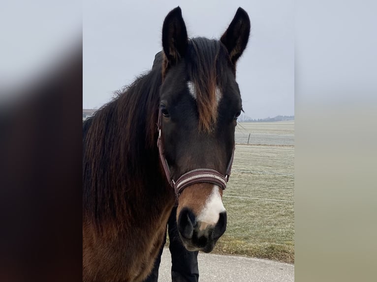 American Quarter Horse Gelding 2 years 14,2 hh Bay-Dark in Eglfing