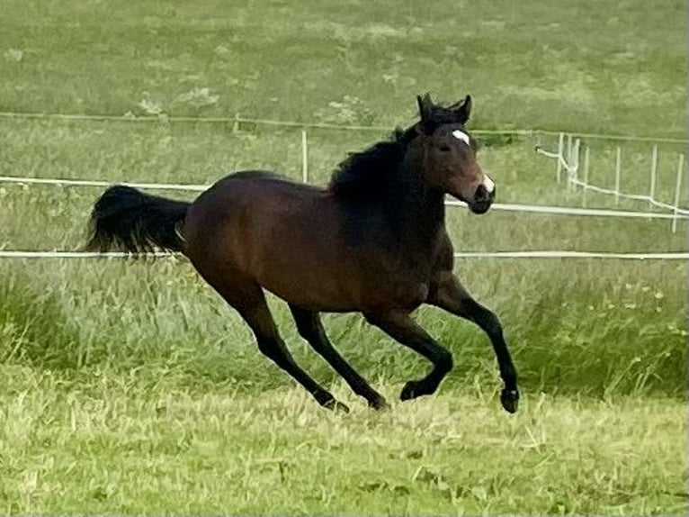 American Quarter Horse Gelding 2 years 14,2 hh Bay-Dark in Eglfing