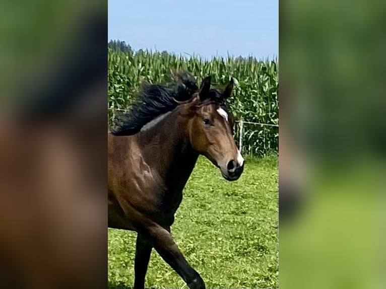 American Quarter Horse Gelding 2 years 14,2 hh Bay-Dark in Eglfing