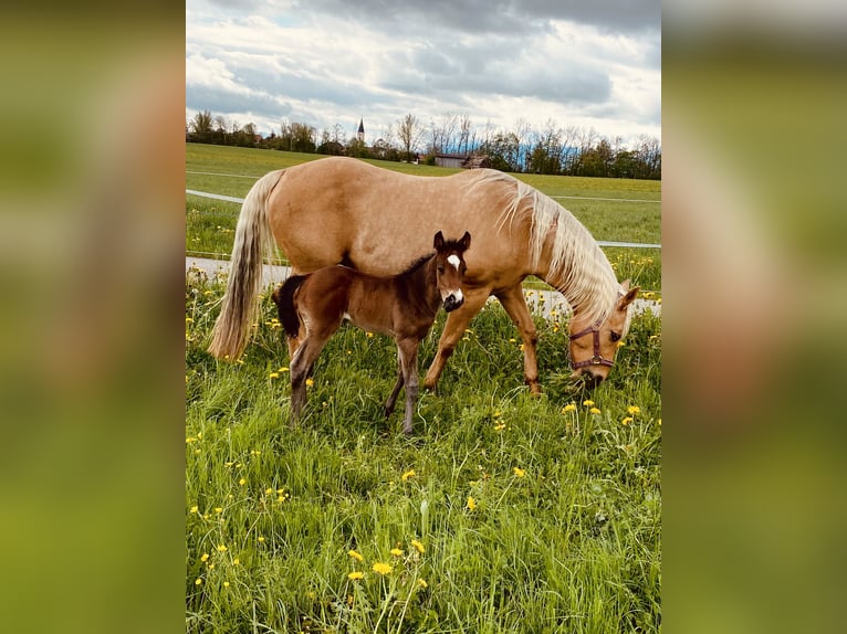 American Quarter Horse Gelding 2 years 14,2 hh Bay-Dark in Eglfing