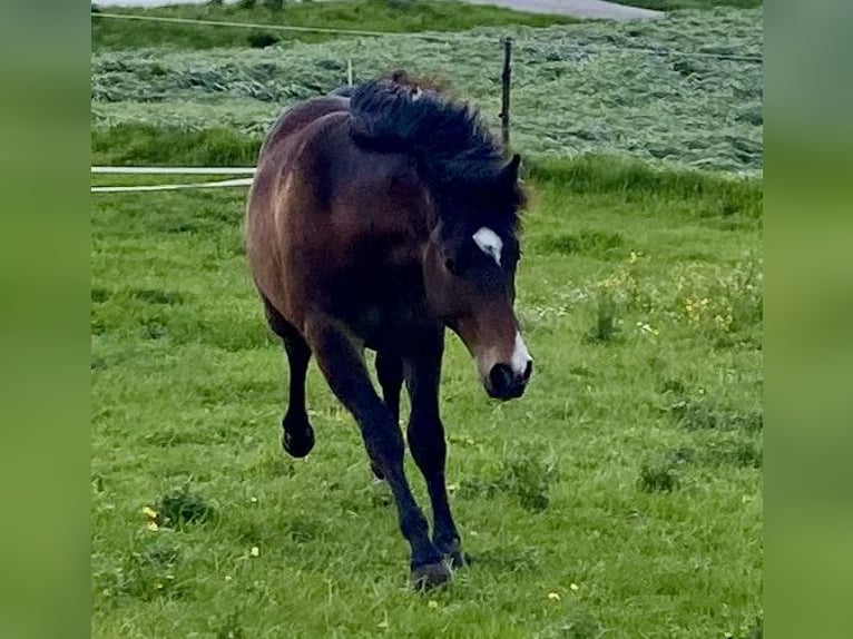 American Quarter Horse Gelding 2 years 14,2 hh Bay-Dark in Eglfing