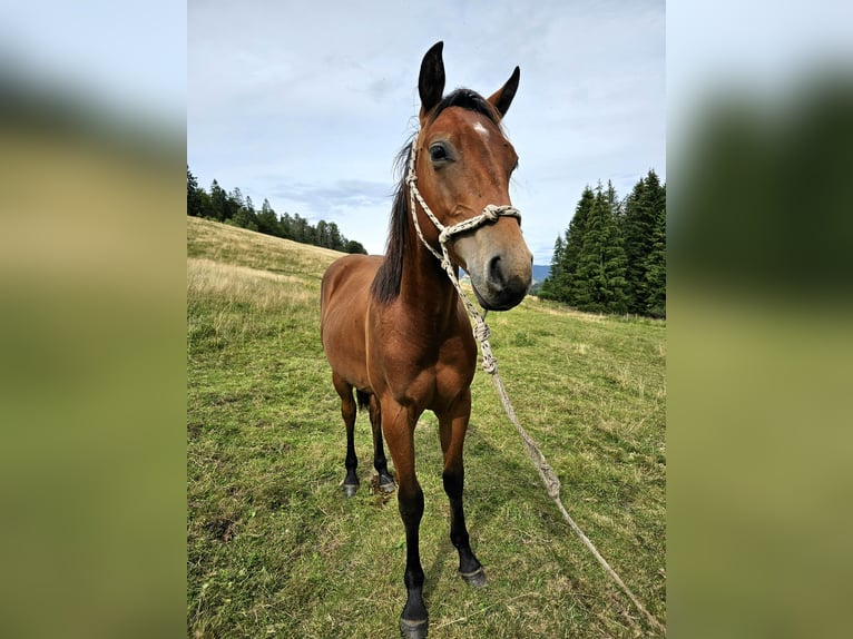 American Quarter Horse Gelding 2 years 14,2 hh Brown in Steinen