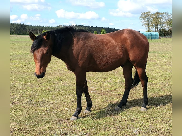 American Quarter Horse Gelding 2 years 14,2 hh Brown in Zerbst