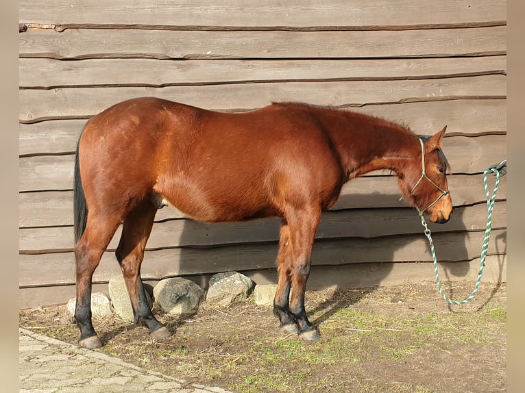 American Quarter Horse Gelding 2 years 14,2 hh Brown in Zerbst