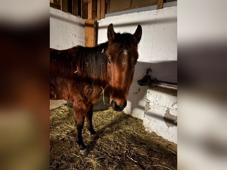 American Quarter Horse Gelding 2 years 14,2 hh Brown in Balingen