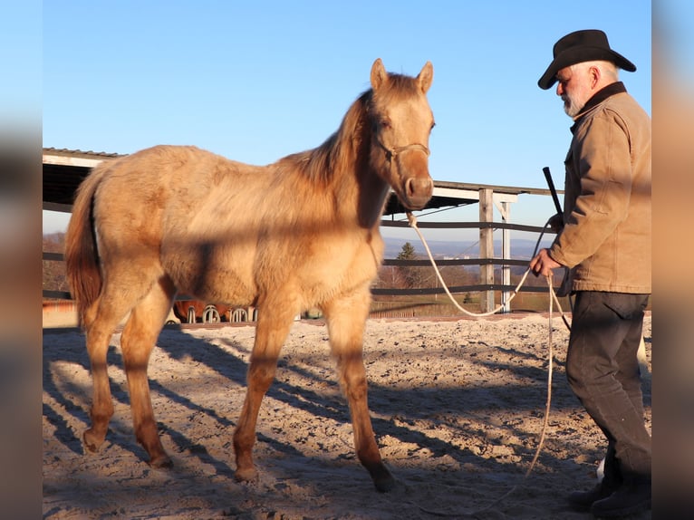 American Quarter Horse Gelding 2 years 14,2 hh Champagne in Müglitztal