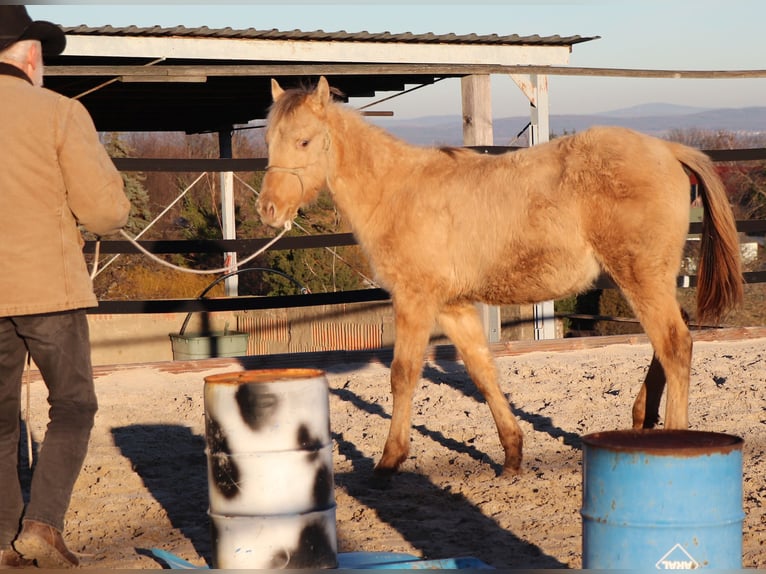 American Quarter Horse Gelding 2 years 14,2 hh Champagne in Müglitztal