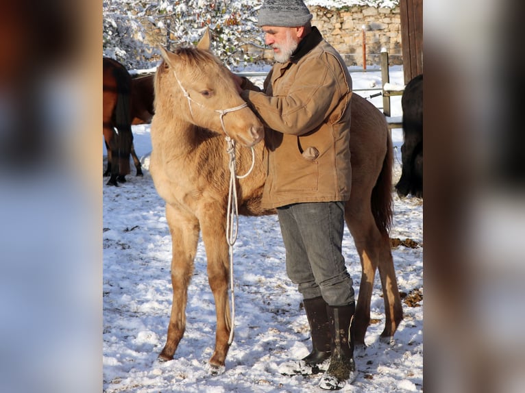 American Quarter Horse Gelding 2 years 14,2 hh Champagne in Müglitztal