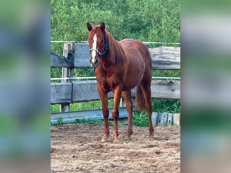 American Quarter Horse Gelding 2 years 14.2 hh Chestnut in Ebensfeld