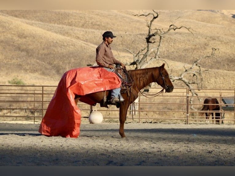 American Quarter Horse Gelding 2 years 14,2 hh Chestnut in King City CA