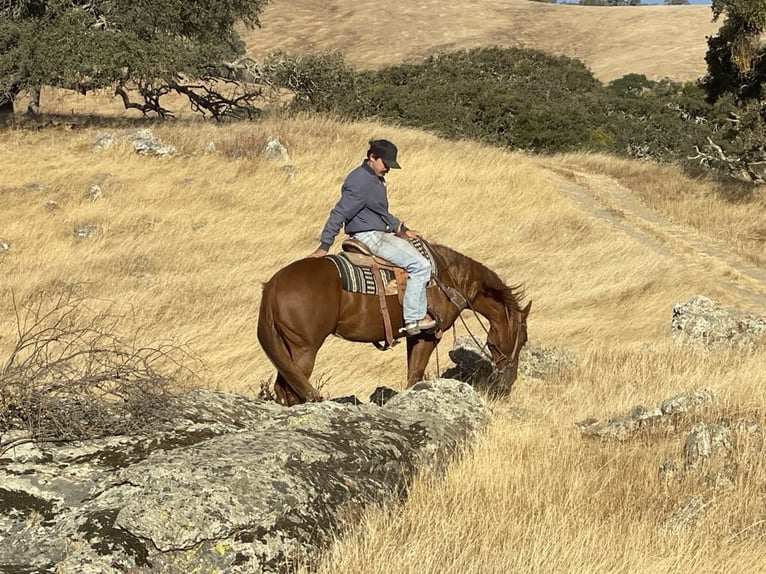 American Quarter Horse Gelding 2 years 14,2 hh Chestnut in King City CA