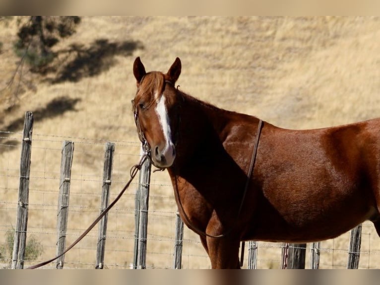 American Quarter Horse Gelding 2 years 14,2 hh Chestnut in King City CA