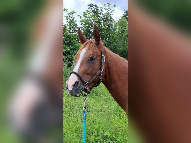 American Quarter Horse Gelding 2 years 14,2 hh Chestnut-Red in Königsfeld im Schwarzwald