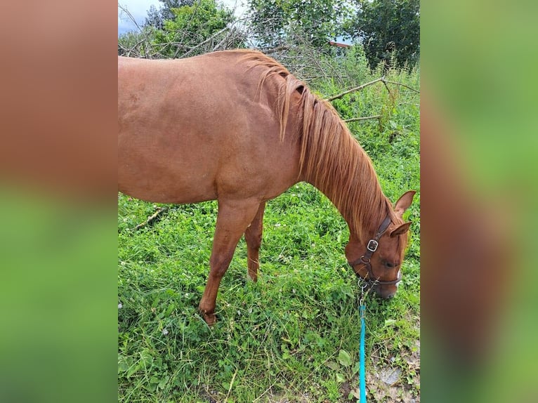 American Quarter Horse Gelding 2 years 14,2 hh Chestnut-Red in Königsfeld im Schwarzwald