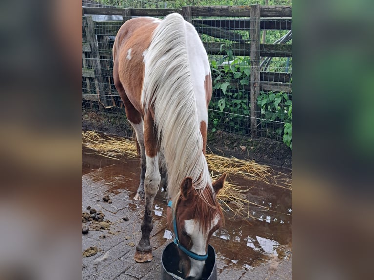 American Quarter Horse Gelding 2 years 14,2 hh Overo-all-colors in Dessel