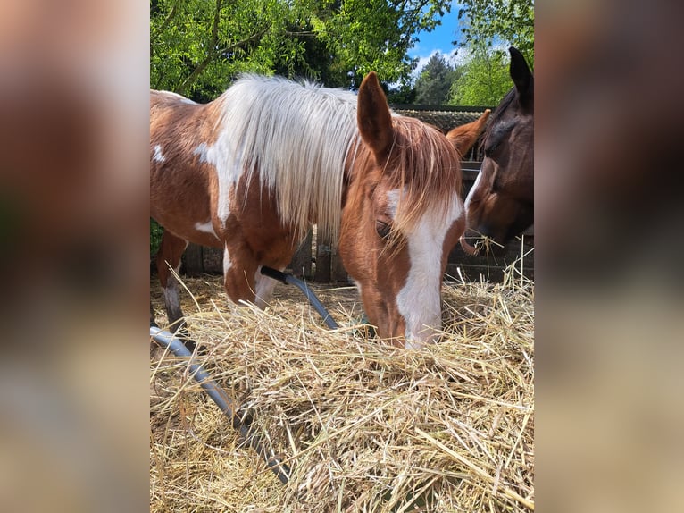 American Quarter Horse Gelding 2 years 14,2 hh Overo-all-colors in Dessel