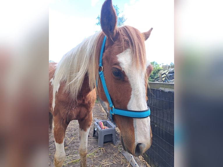 American Quarter Horse Gelding 2 years 14,2 hh Overo-all-colors in Dessel