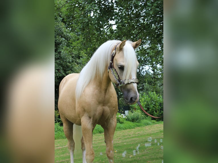 American Quarter Horse Gelding 2 years 14,2 hh Palomino in Midwolde