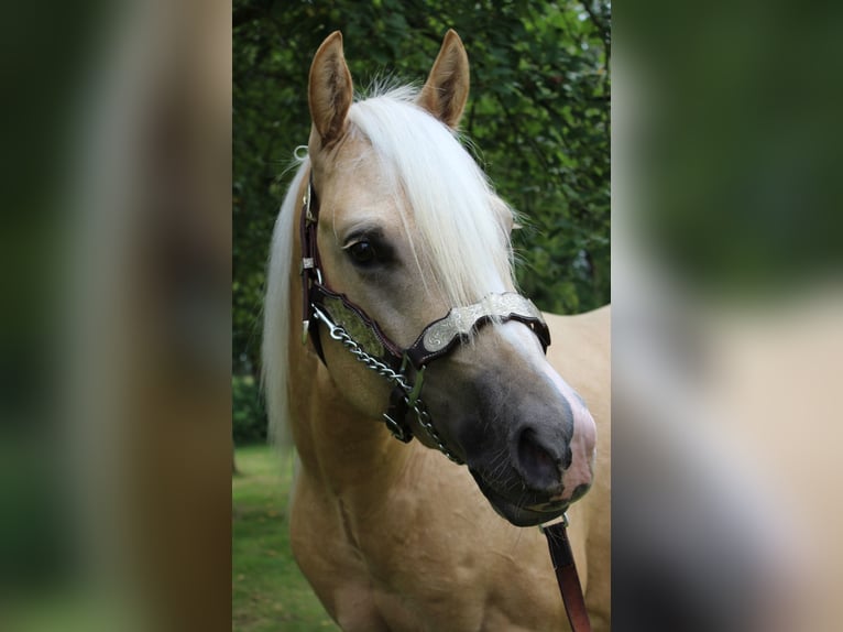 American Quarter Horse Gelding 2 years 14,2 hh Palomino in Midwolde