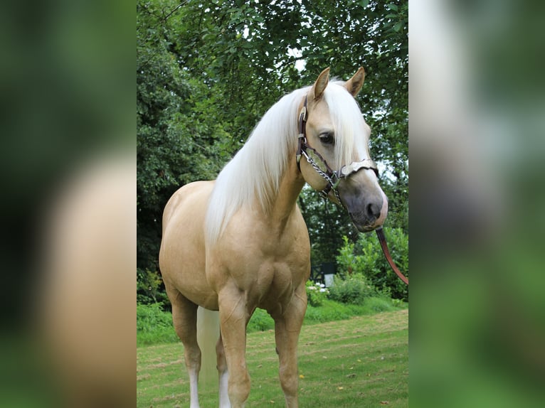 American Quarter Horse Gelding 2 years 14,2 hh Palomino in Midwolde