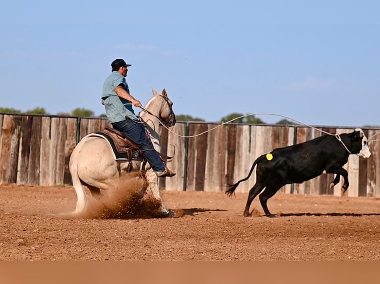 American Quarter Horse Gelding 2 years 14,2 hh Palomino in Waco, TX