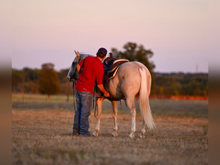 American Quarter Horse Gelding 2 years 14,2 hh Palomino in Waco, TX