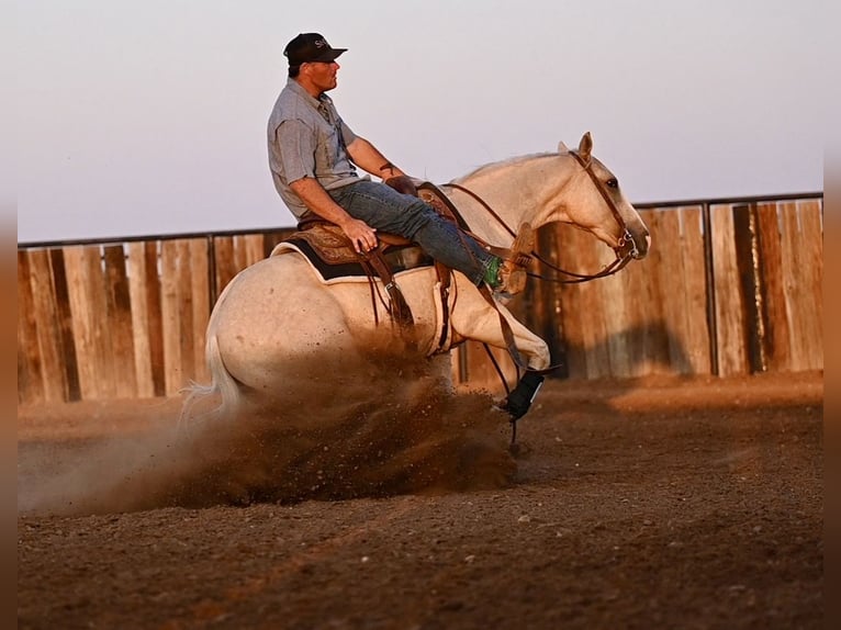 American Quarter Horse Gelding 2 years 14,2 hh Palomino in Waco, TX