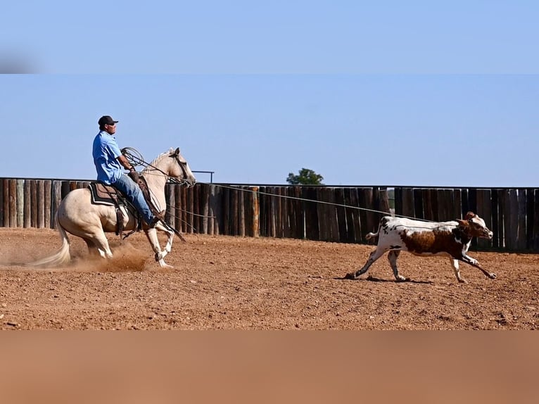 American Quarter Horse Gelding 2 years 14,2 hh Palomino in Waco, TX