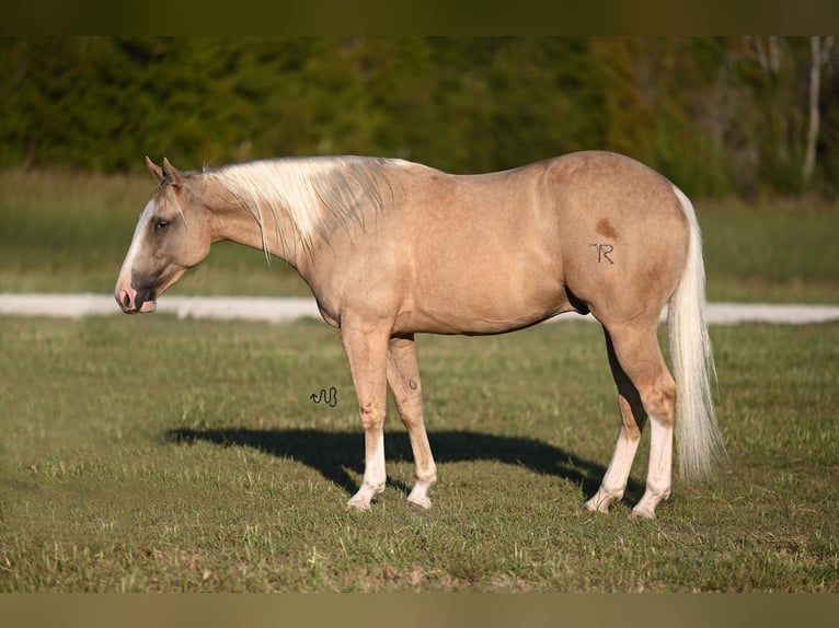 American Quarter Horse Gelding 2 years 14,2 hh Palomino in Waco, TX