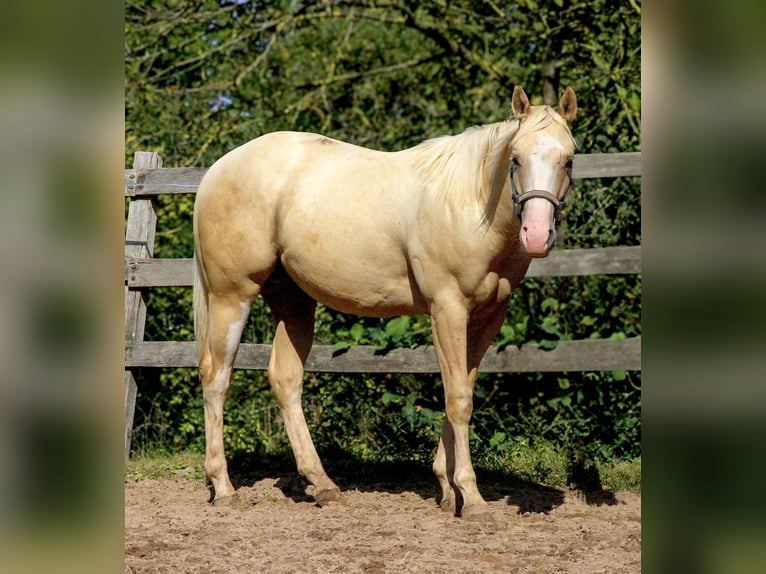 American Quarter Horse Gelding 2 years 14,2 hh Palomino in Alfeld (Leine)