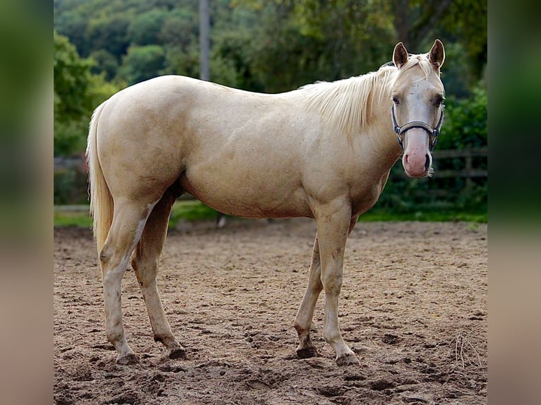 American Quarter Horse Gelding 2 years 14,2 hh Palomino in Alfeld (Leine)